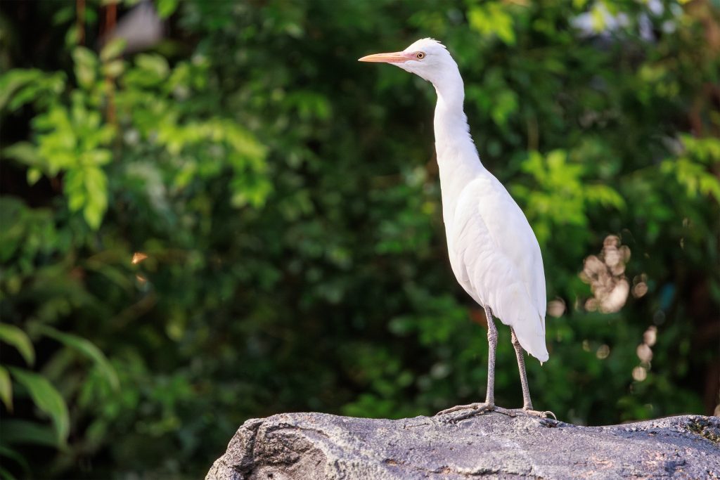 Cattle Egret at KL Bird Park