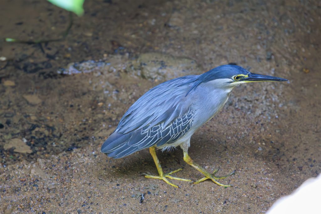 Stork-billed Kingfisher