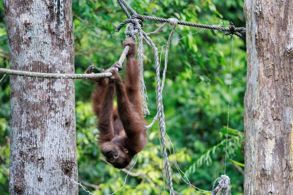 Young orangutan at Sepilok nursery