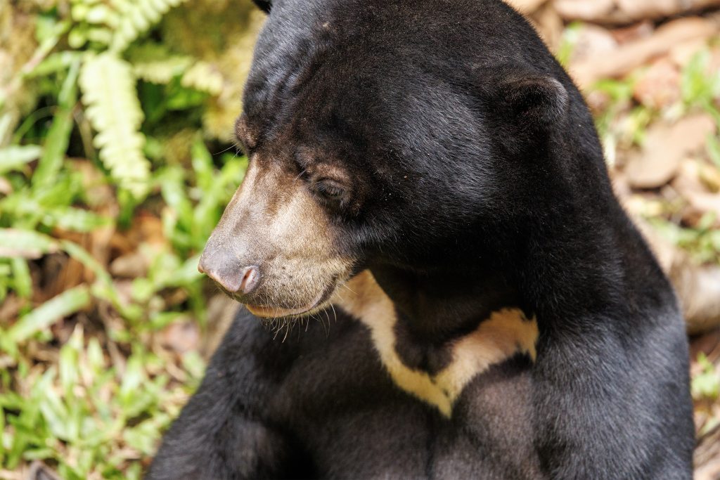 Rescued Sun Bear