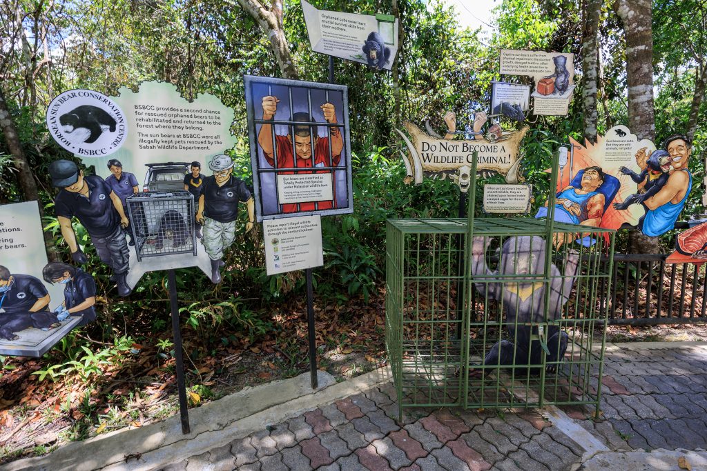 Sun bear informational display board