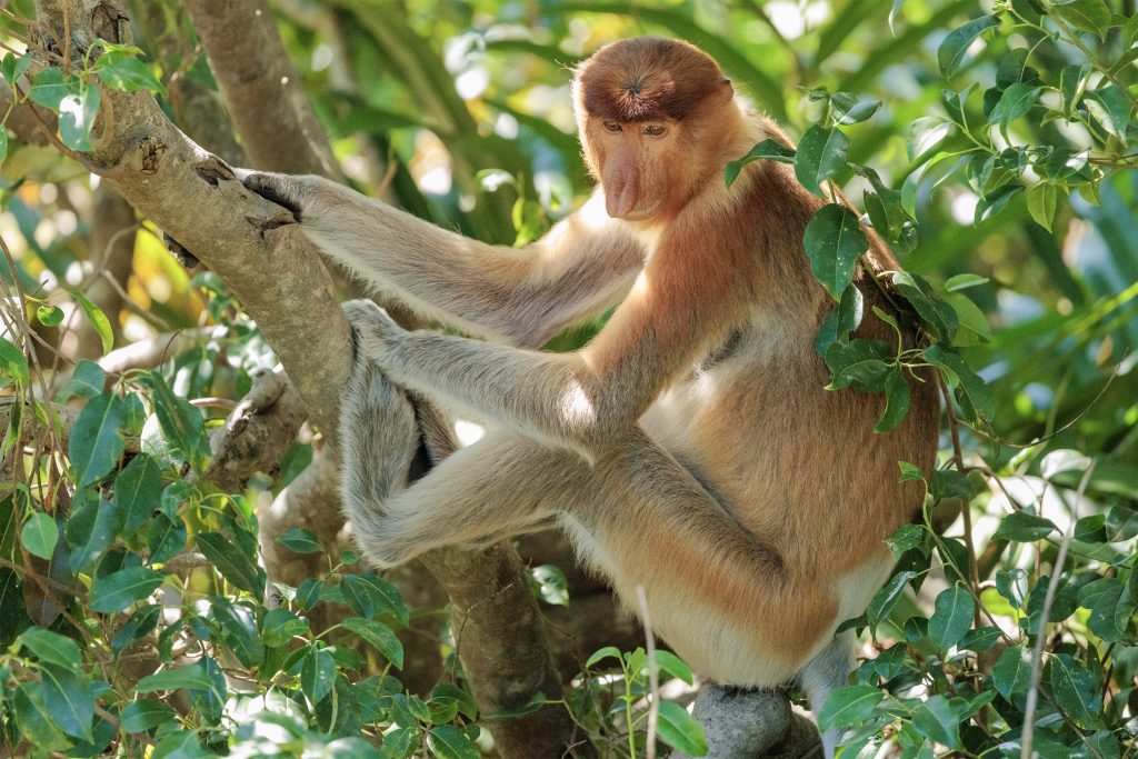 Proboscis Monkey close-up