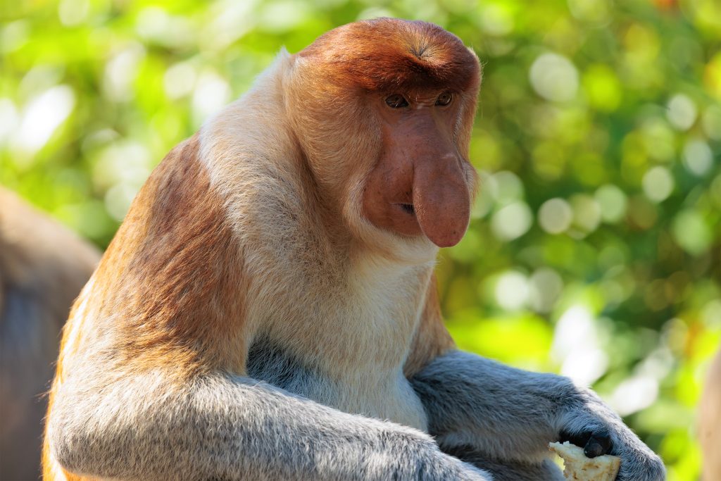 Male Proboscis Monkey portrait