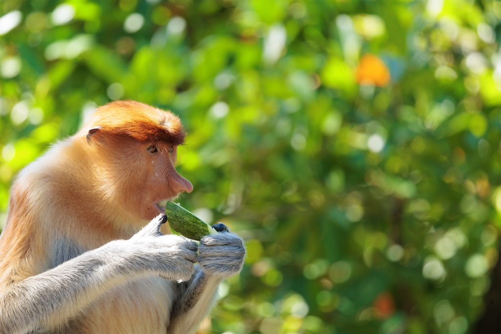 Proboscis monkey profile photo