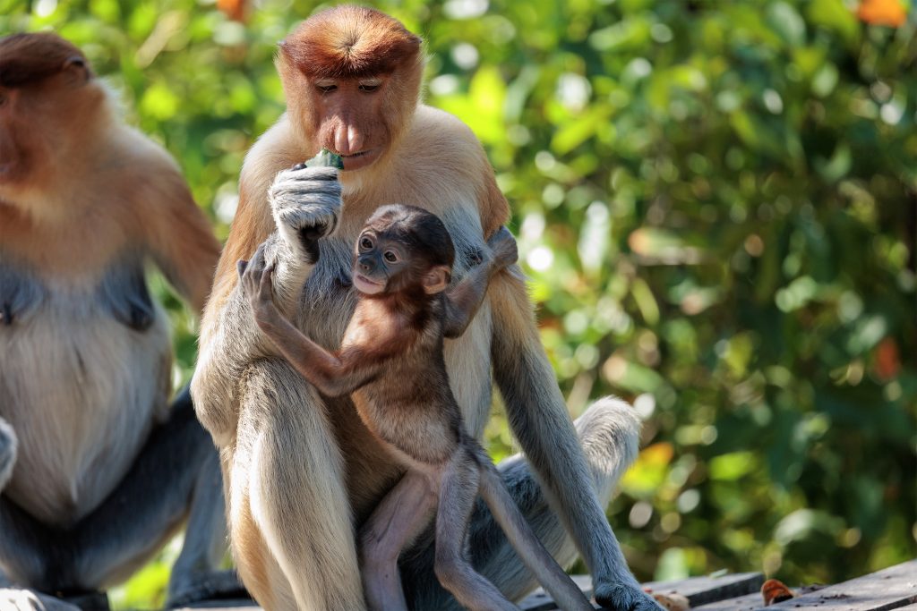 Proboscis monkey feeding