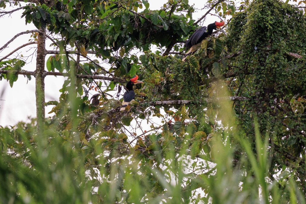 Rhinoceros Hornbill perched on a high branch