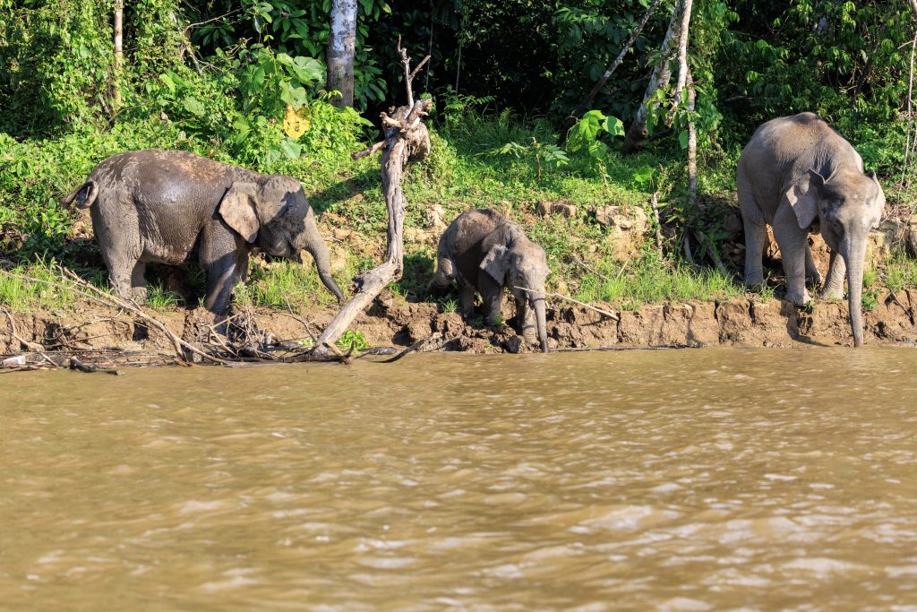 Bornean Pygmy Elephants crossing the river