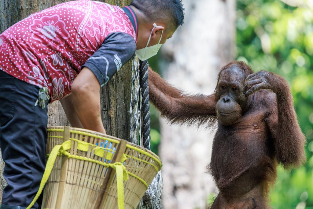 Orangutans feeding at Sepilok