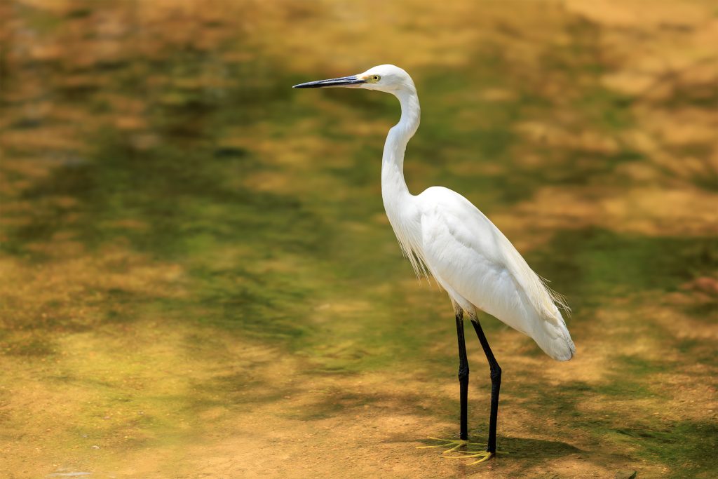 Little Egret at Penang Botanical Gardens
