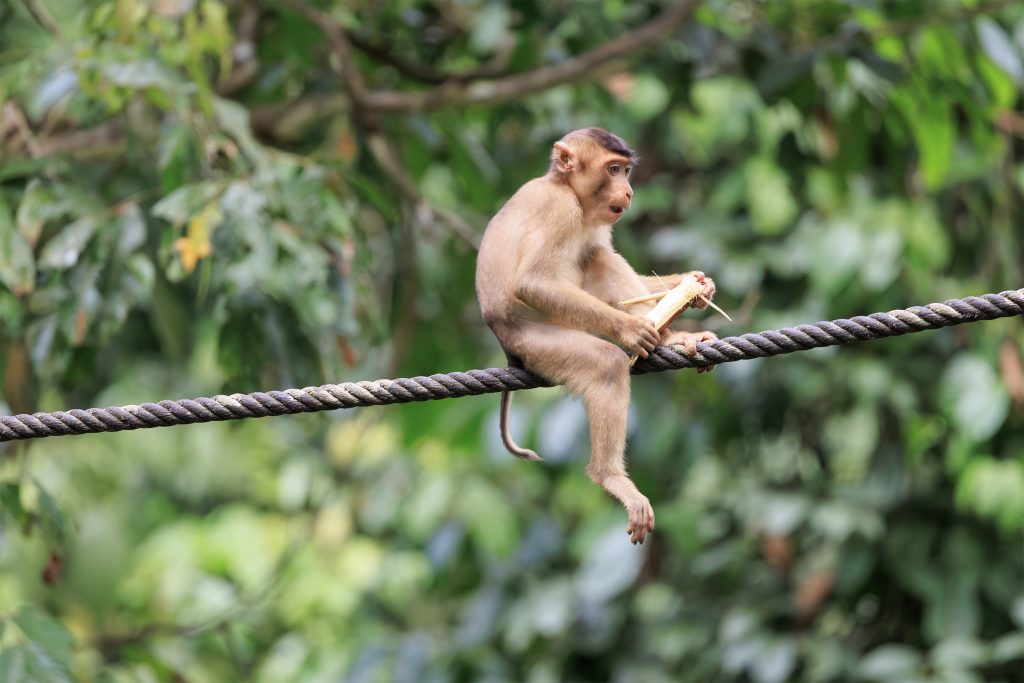 Pig-tailed macaque on boardwalk