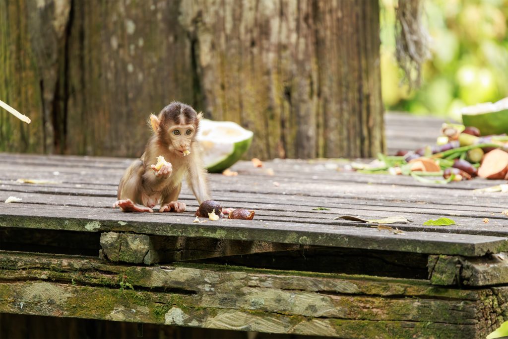 Mother and baby macaque