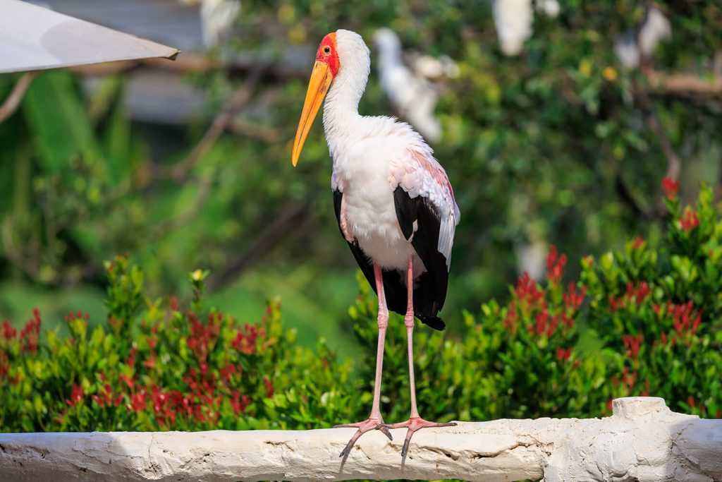 Milky Stork at KL Bird Park