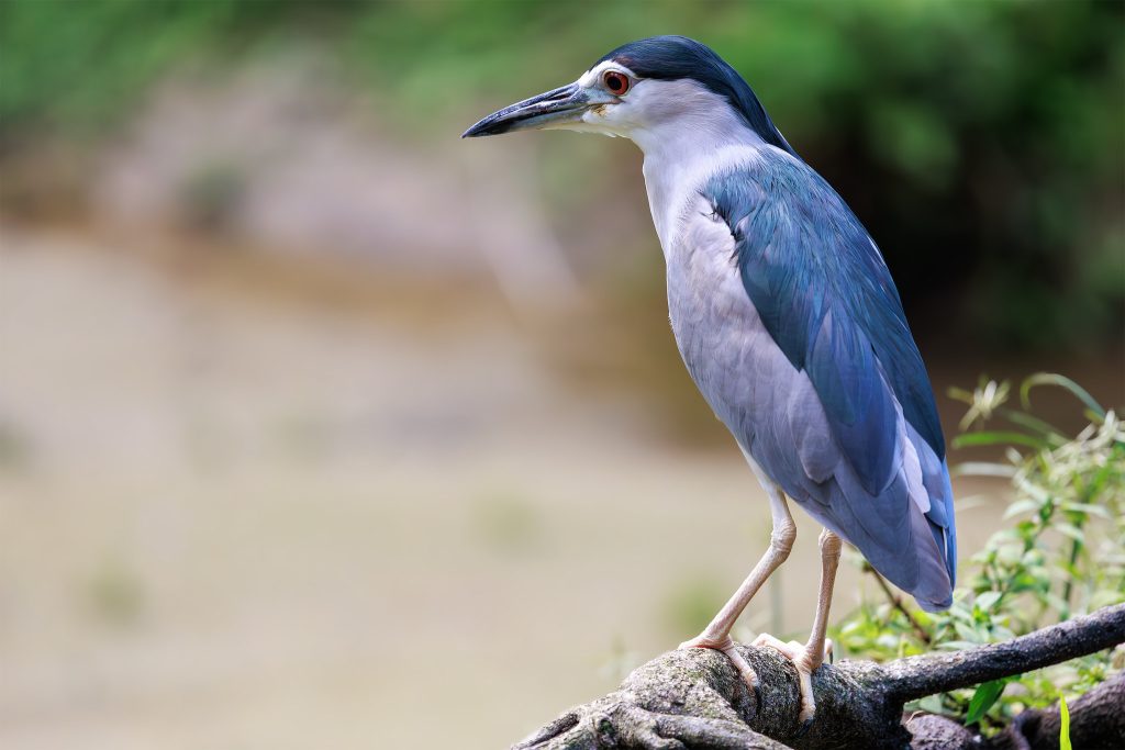 Night Heron at KL Bird Park