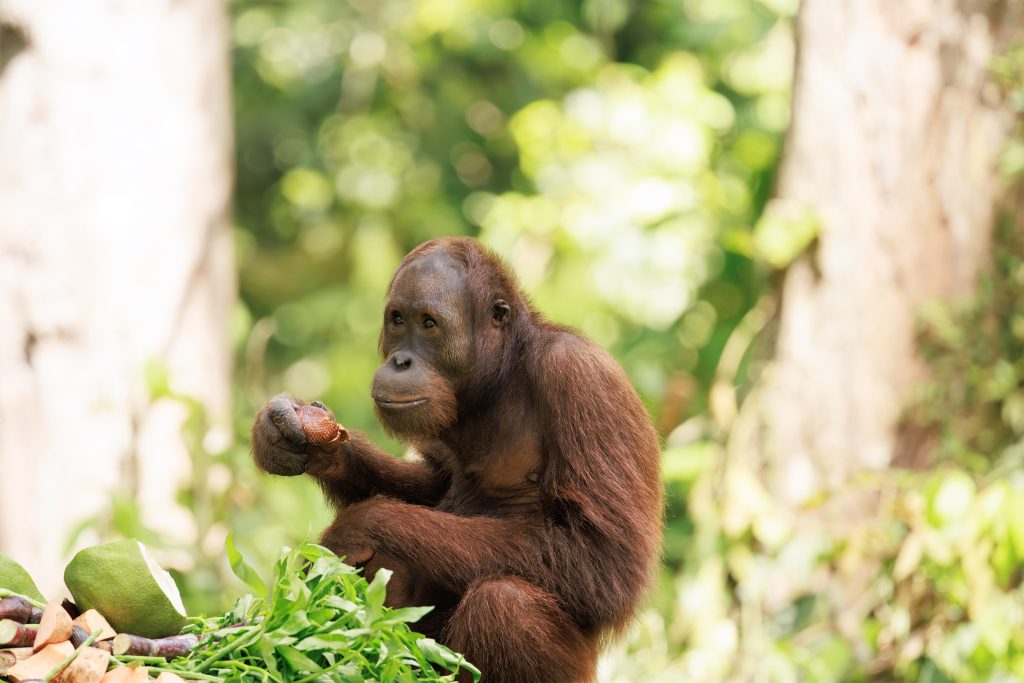 Orangutan close-up portrait