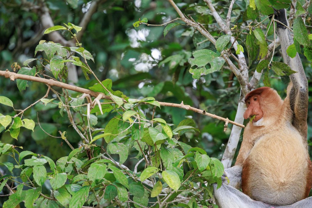 Proboscis Monkeys along the Kinabatangan River