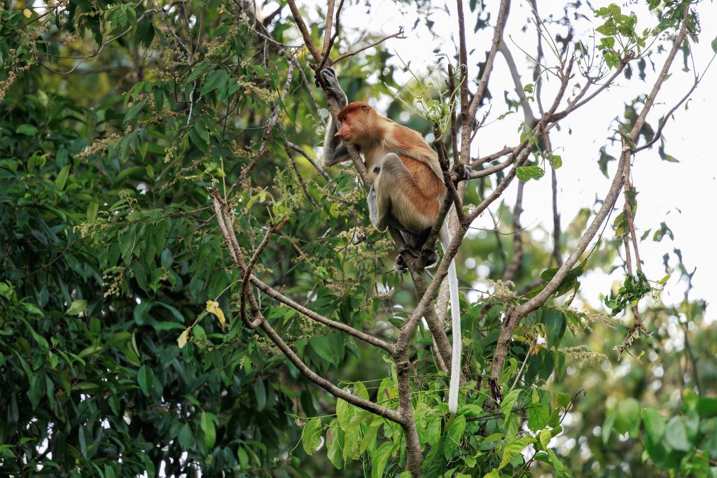 Proboscis Monkey in the forest canopy