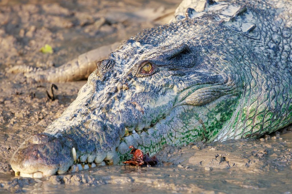 Estuarine Saltwater Crocodile