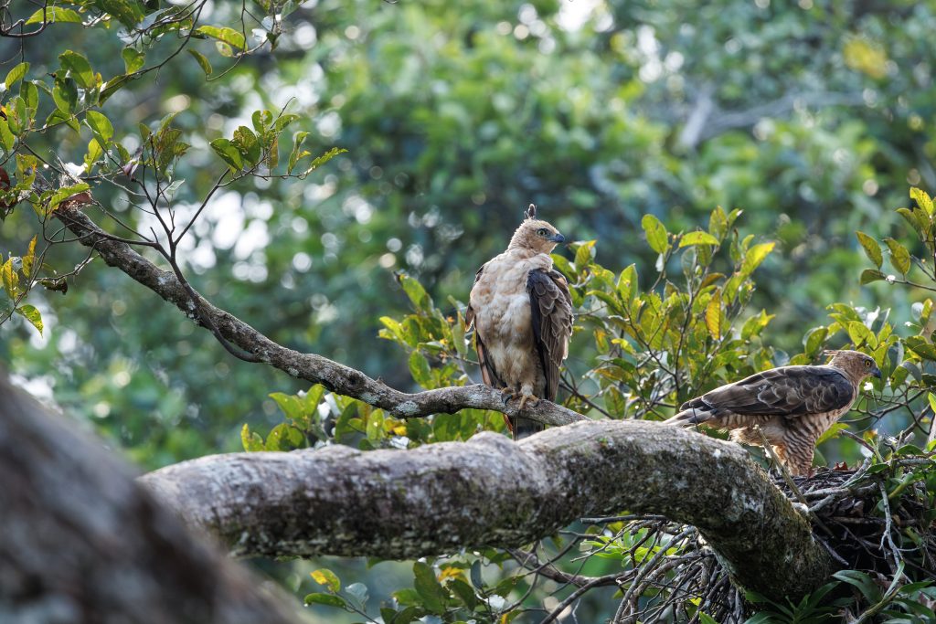 Wallace's Hawk-Eagle