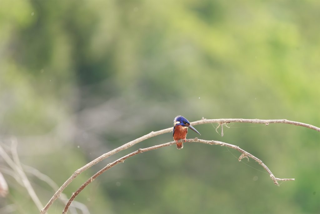 Blue-eared Kingfisher