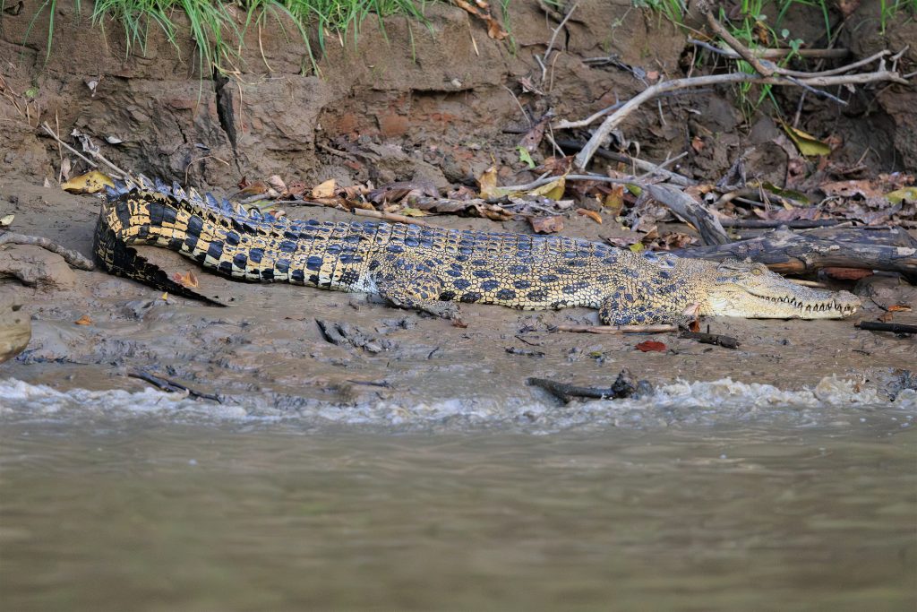 Saltwater crocodile close-up on mudbank