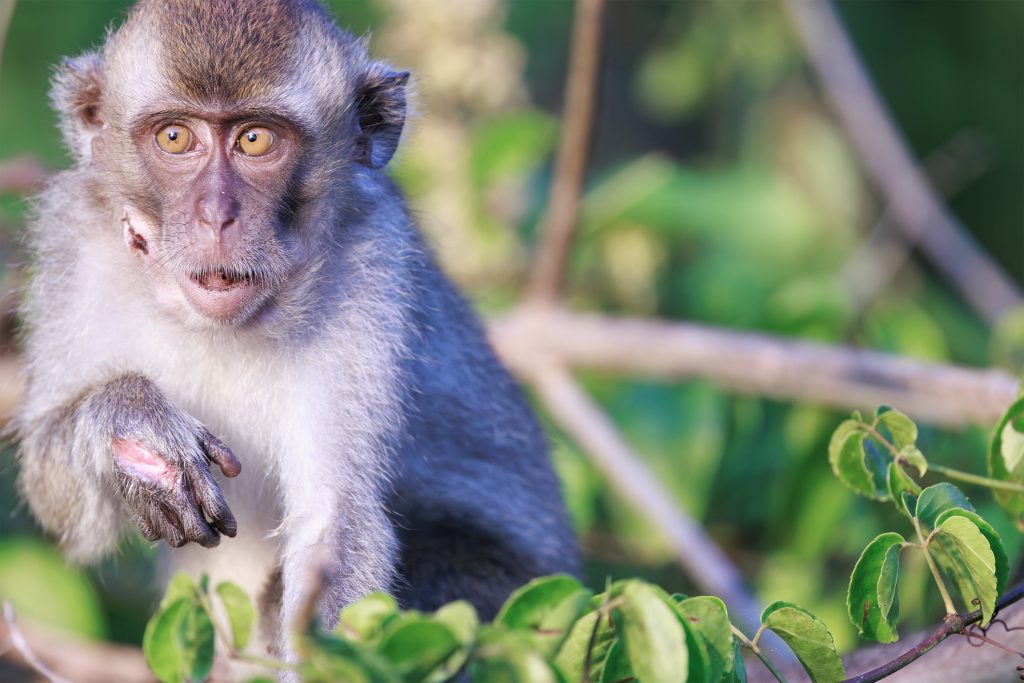Macaque with facial scars