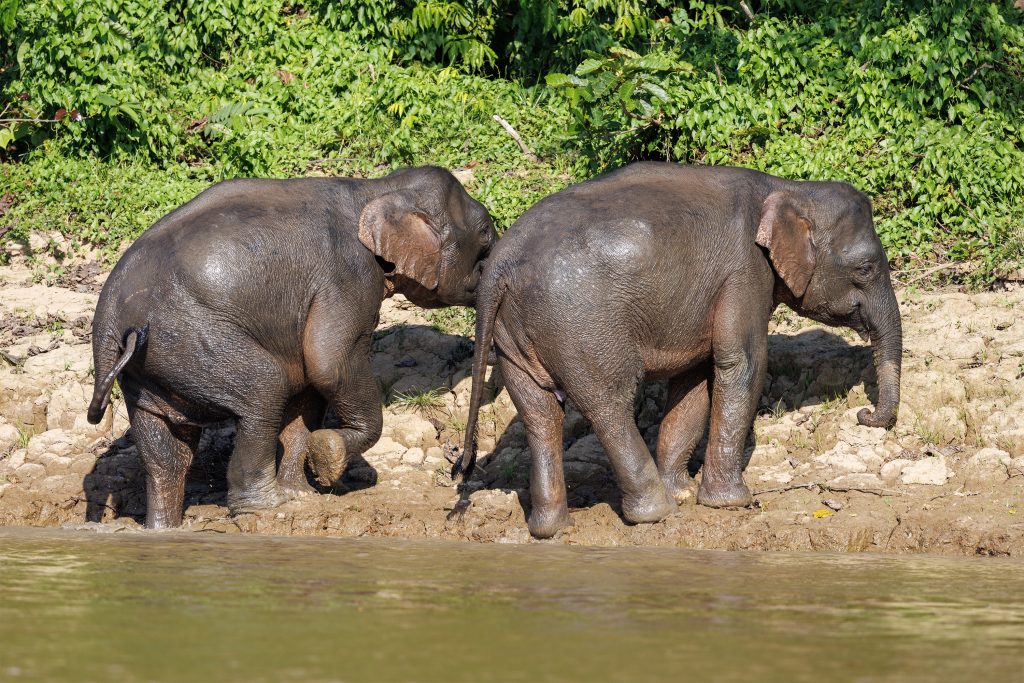 Pygmy Elephants feeding at the riverbank