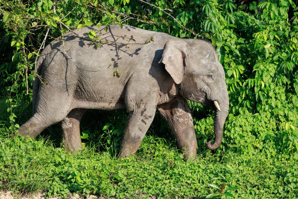 Pygmy Elephant emerging from the water