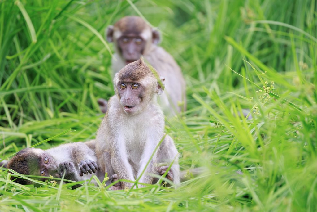 Troop of macaques with baby on grassy bank